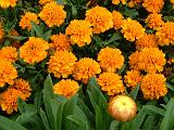 Marigold dwarf orange